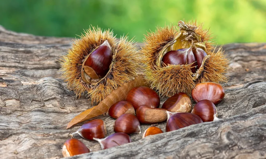 Castañas en un tronco apoyadas