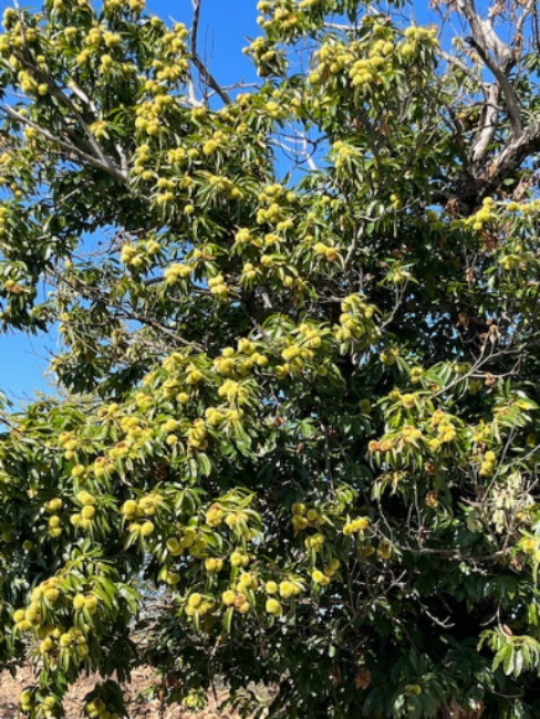 Castaño repleto de castañas en el Bierzo