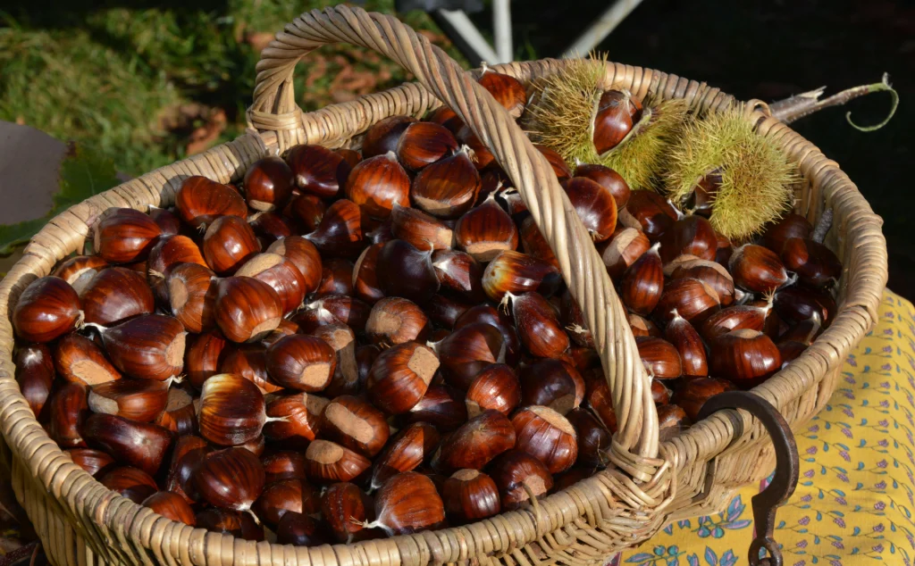 cesta llena de castañas